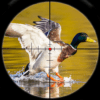 Birds Hunting Sniper Shooting icon