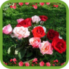 Beautiful Roses Pics icon