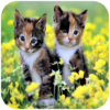 Kitten HD Wallpaper icon