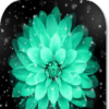 Flower Sprinkle HD Wallpapers icon