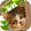 Cat Puzzle Games icon