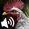 Rooster and hen sounds icon