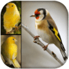 Singing Birds & Wallapaper goldfinch & canary icon