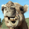 Camel calculator icon