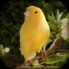 canary icon