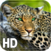 Leopard Live Wallpaper icon