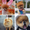 Pomeranian Wallpaper: HD images,Free Pics download icon