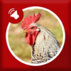 Rooster Sounds icon