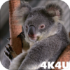 4K Cute Koala Video Live Wallpaper icon