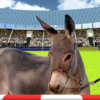 Jumping Donkeys ChampionsDonk icon