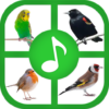 Birds Sounds And Ringtones icon