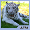 White Tiger Motivation Quotes icon