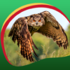 Cool Owl Live Wallpapers icon