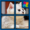 Cat Puzzle Xmas 2017 icon