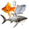 Fish Types | Goldfish Saltwate icon