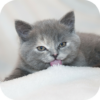 Cats and Kittens Wallpapers HD icon