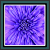 Live Wallpapers Violet Flower icon