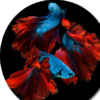 Betta Fish HD Wallpapers icon