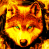 Fire Wallpaper Theme Lone Wolf icon