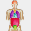 Human Anatomy Quiz Nurse Exam icon