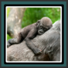 Live Wallpapers Baby Animals icon