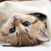 Kittens Live Wallpaper icon