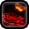 Wallpapers Roses icon