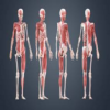 ANATAB past questions and answers in anatomy(Free) icon