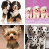 Puppy Wallpapers: HD images, Free Pics download icon