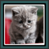 Live Wallpapers – Kittens icon