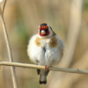 Goldfinch claim icon