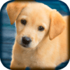 Domestic animals for kids icon