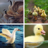 Duck Wallpaper: HD images, Free Pics download icon