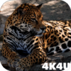 4K Jaguar Live Wallpapers icon