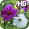 Summer Flowers Live HD icon