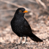 Blackbird singing icon