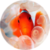 Clownfish Live Wallpaper icon