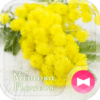 Cute ThemeMimosa Flowers icon