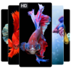 Betta Fish Wallpapers HD 4K Betta Fish Wallpapers icon