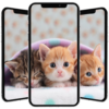 Kitten Wallpaper icon