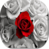 Rose Flower HD Wallpapers icon