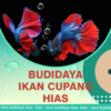 Budidaya Ikan Cupang Hias icon