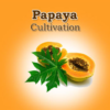 Papaya Cultivation IIHR icon