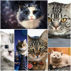 Cats wallpapers 2 icon