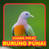 Suara Punai: Green Pigeon icon