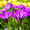 Beautiful Spring Flowers Live icon