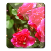 Beautiful Roses Wallpaper icon