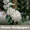 Flowers Wallpapers HD icon