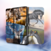 Cute animals jigsaw puzzle games 🐼🐟🐤 icon