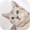 Cats Video Wallpapers icon